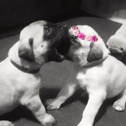 Mastiffs from Silver Mountain Mastiffs