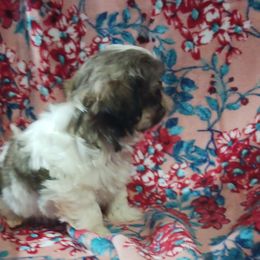 Shih Tzu Puppies from One of A Kind Shih-Tzu's