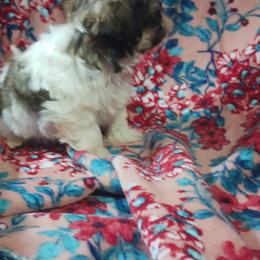 Shih Tzu Puppies from One of A Kind Shih-Tzu's