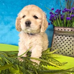 Noodle - Buff and white male Cocker Spaniel puppy in Greers Ferry, Arkansas from Lake Area Cuddly Cockers