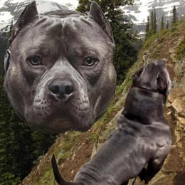 American Bully puppies from Lunatic Kennels