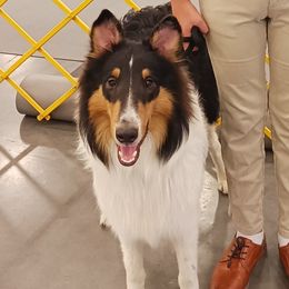 Benz - Collie