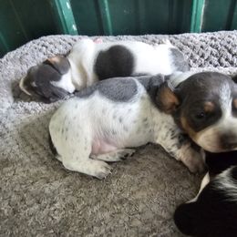 Girl 1 - Piebald female Dachshund puppy in Marengo, Indiana from Norman's Mini Doxies
