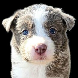 Violet - Lilac female Border Collie puppy in Cedar Springs, Michigan from Lyncroft Border Collies