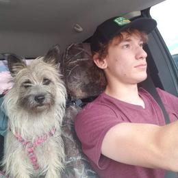 Tessa - Cairn Terrier
