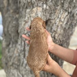 Grey collar - Parti male Goldendoodle puppy in Bakersfield, California from Cisneros Goldendoodles