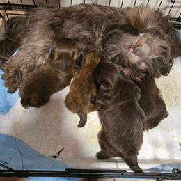 Shih Tzu Puppies from Sunrise shihtzu blossom