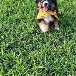 Ricky - Black male Toy Australian Shepherd puppy in Puryear, Tennessee from A&W Toy Aussies