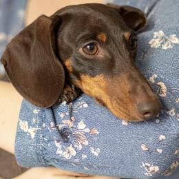 Mocha - Dachshund
