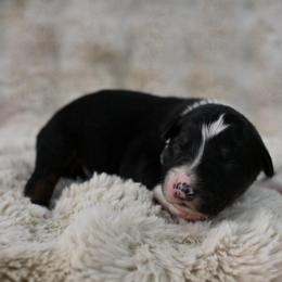 Watson - Black tri-color male Australian Shepherd puppy in Wichita Falls, Texas from Spotted Mule Aussies