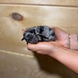 Cove - Blue merle female Australian Shepherd puppy in Eubank, Kentucky from Ashlee's Aussies