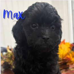 Max - Black male Cavapoo puppy in Martin, Tennessee from Min’s Cava-Cuties
