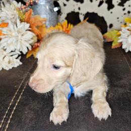 Dachshund Puppies from Buckwild Doxies