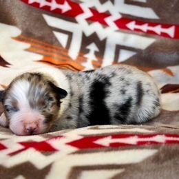 Australian Shepherd Puppies from Affinity Aussies