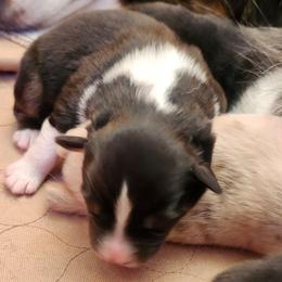 Jett - Black tri-color male Australian Shepherd puppy in Athens, Tennessee from Mimi's Aussie