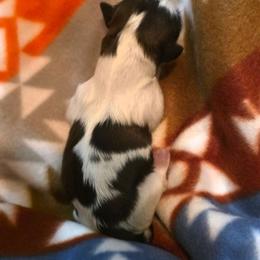 Fig - Gold and white male Shih Tzu puppy in North Carolina from WillowCreek Mountain View Shih Tzu