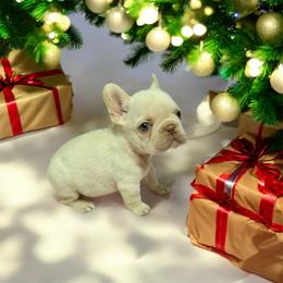 Mojo - Cream male French Bulldog puppy in Bakersfield, California from HOI Frenchies