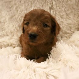 Mozzarella - Red  male Goldendoodle puppy in Denham Springs, Louisiana from E&S Goldendoodles