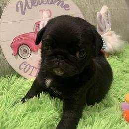 Atlas - Black male Pug puppy in Prairieville, Louisiana from Freedom Meadow Farm