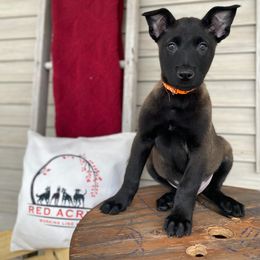 Belgian Malinois Puppies from Red Acres Working Line K9s