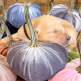 Golden Retriever Puppies from Ruff Life Goldens