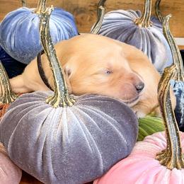 Golden Retriever Puppies from Ruff Life Goldens