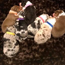Australian Shepherd Puppies from Brit’s Australian Shepherds