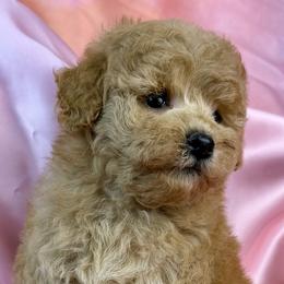 Pink Collar Girl - Apricot female Poodle puppy in Kingston, Oklahoma from Tribal Poodles