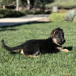 German Shepherd Puppies from Jacqueline Aguilera's German Shepherds