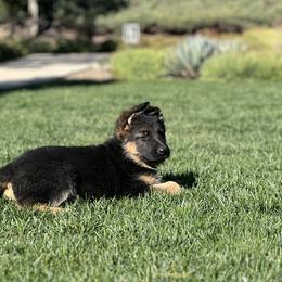 German Shepherd Puppies from Jacqueline Aguilera's German Shepherds