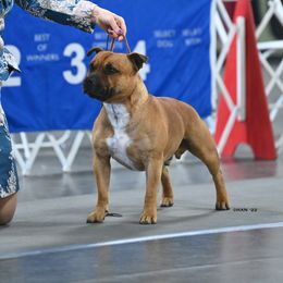 Asher - Staffordshire Bull Terrier