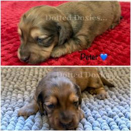 Peter - Dapple male Dachshund puppy in Havana, Florida from Dotted Doxies