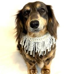 Bella - Dachshund