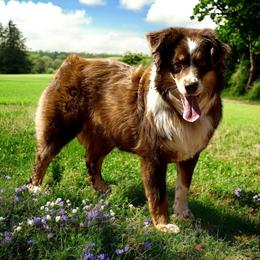 Sunni - Australian Shepherd