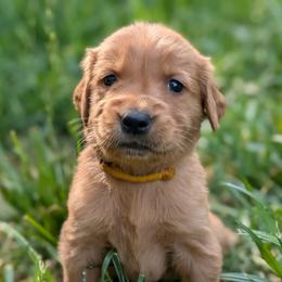 Yellow - Dark golden female Golden Retriever puppy in Midland, North Carolina from Alger Farm, LLC