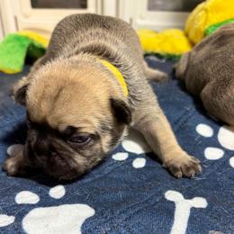 Raven - Fawn female French Bulldog puppy in Neenah, Wisconsin from Mimosa Acres French Bulldogs LLC