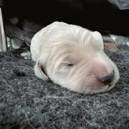 Girl (Reservation 1) - Light golden female Golden Retriever puppy in Murfreesboro, Tennessee from ATW Retrievers