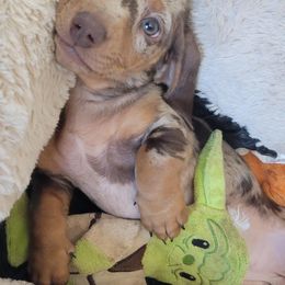 Dachshund Puppies from Harrison Farm