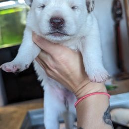 Pomsky Puppies from Valparaiso Pomskys