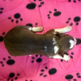 Lexi - White and red female Border Collie puppy in North Lakeport, California from Wild Rose Ranch