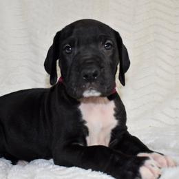 Bulleit - Black and white female Great Dane puppy in Chapmansboro, Tennessee from Balthrop Bend Farms