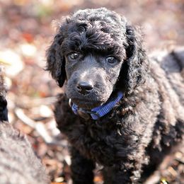 Poodle Puppies from Anutta Poodles