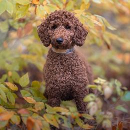 Cora - Poodle