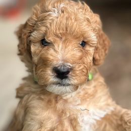 Poodles from Mitten Parti Poodles