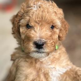 Poodles from Mitten Parti Poodles
