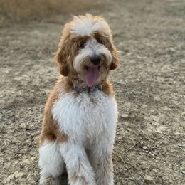 Ivy - Bernedoodle