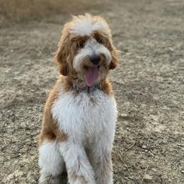 Ivy - Bernedoodle