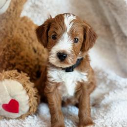 Lux - Red  male Goldendoodle puppy in Wharton, Texas from Little Fur Friends
