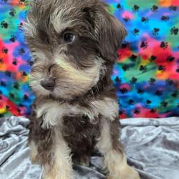 Rolo - Liver male Miniature Schnauzer puppy in Neosho, Missouri from Cooley's Cuddle Pups