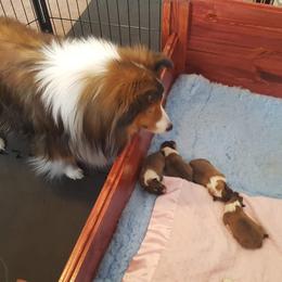 Shetland Sheepdog Puppies from RegalStarShelties